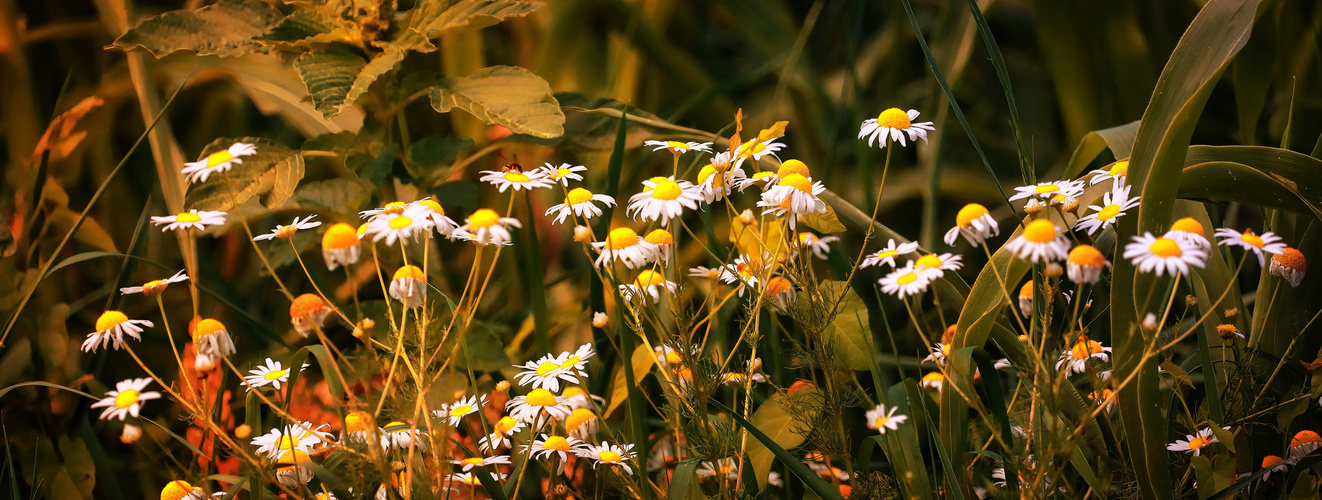 Natur pur am Main