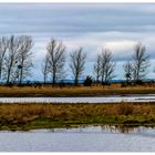 Natur pur am Spandower Haken