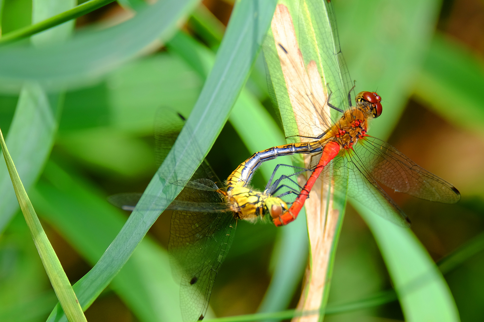 Natur pur am Teich (2)