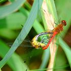 Natur pur am Teich (2)