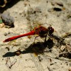 Natur pur am Teich (3)