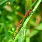 Natur pur am Teich