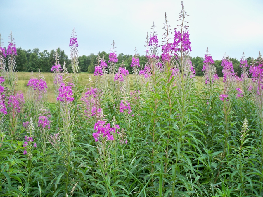 Natur pur am Wegesrand