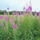 Natur pur am Wegesrand