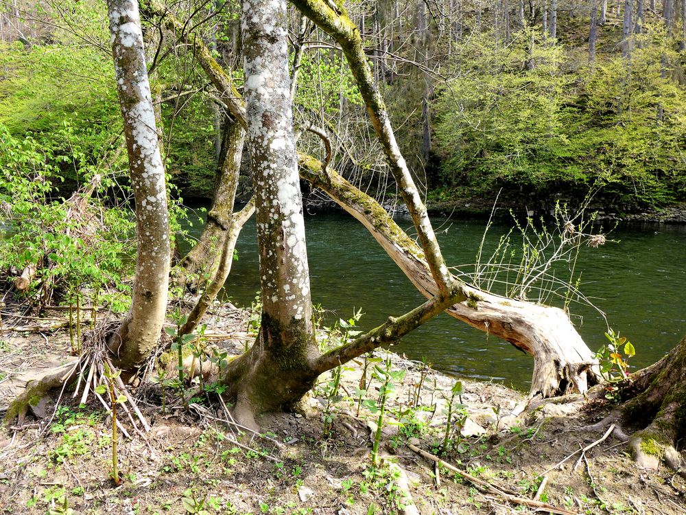 Natur pur an der Sieg