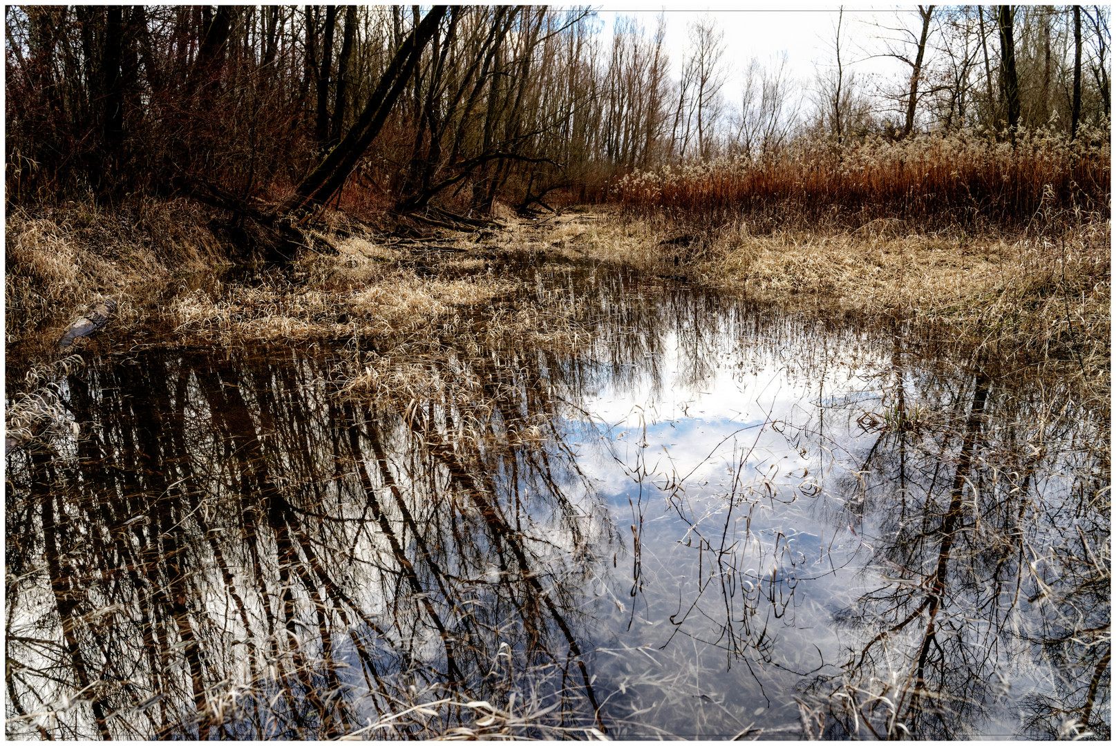 Natur pur an der Weichsel