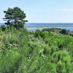 Natur pur auf Hiddensee