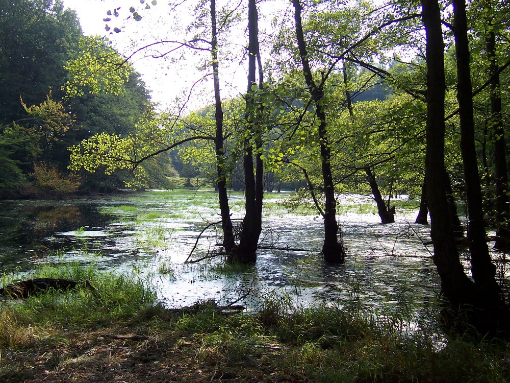 Natur pur auf Rügen