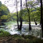 Natur pur auf Rügen