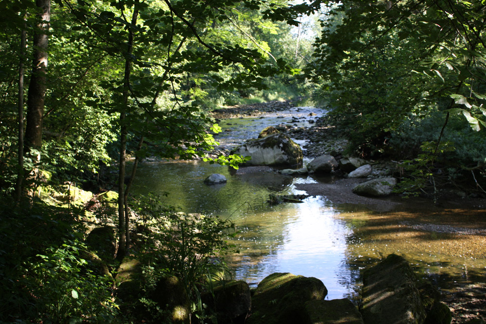 Natur pur - Bach