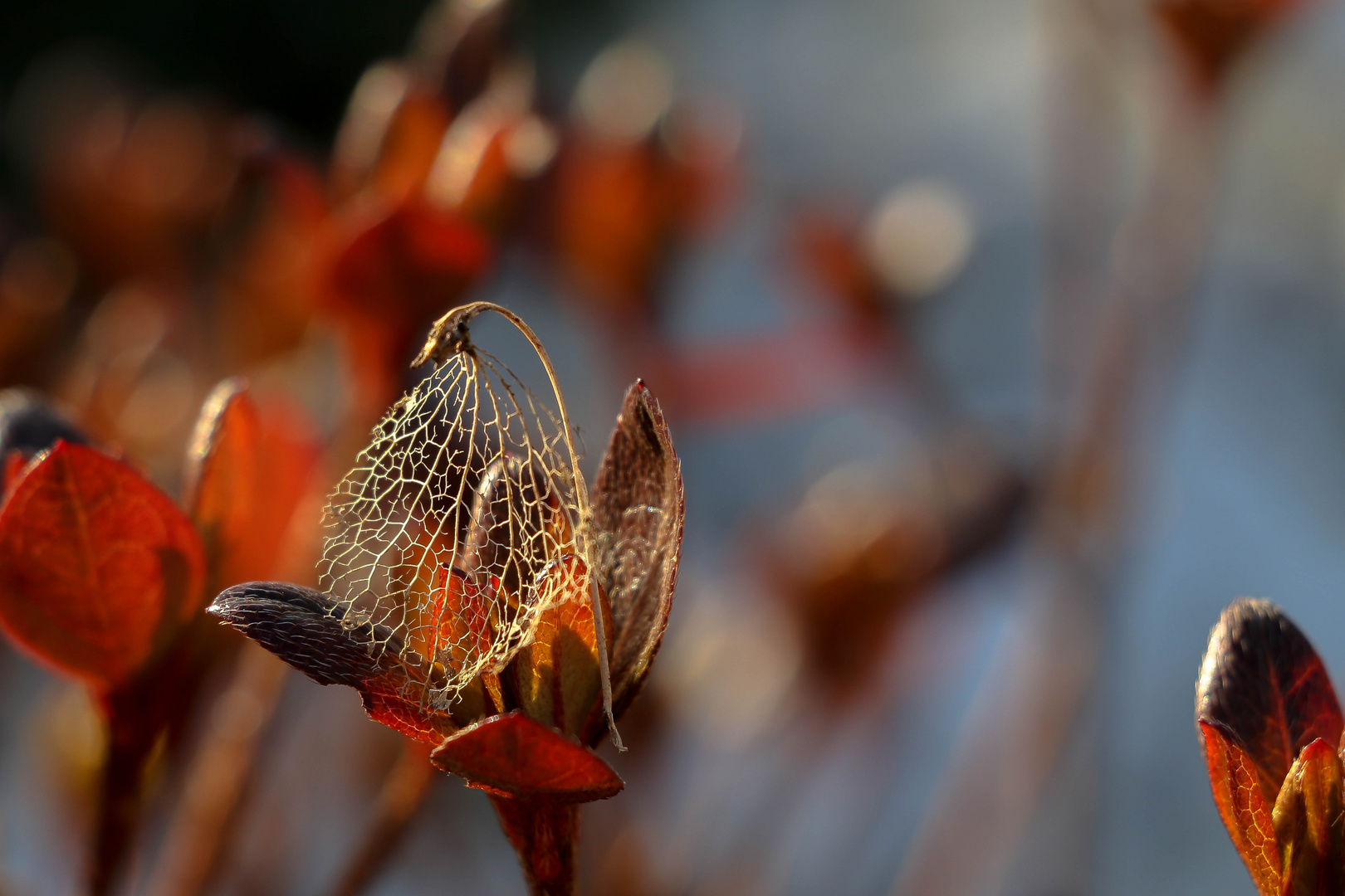 Natur pur