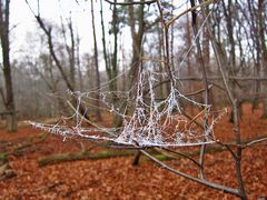 Natur pur  - ca. 12 cm lang