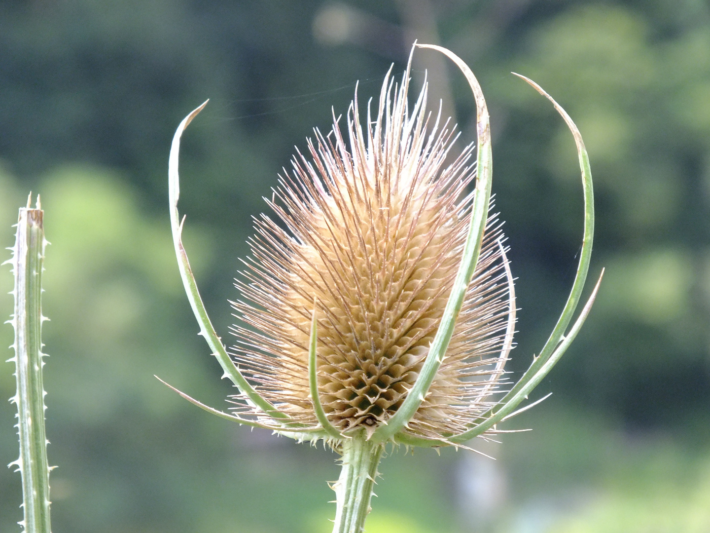 Natur-Pur