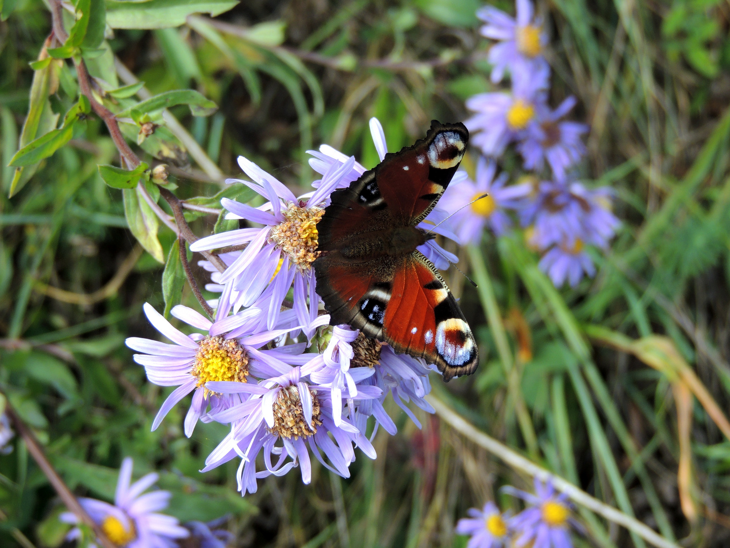 Natur - Pur