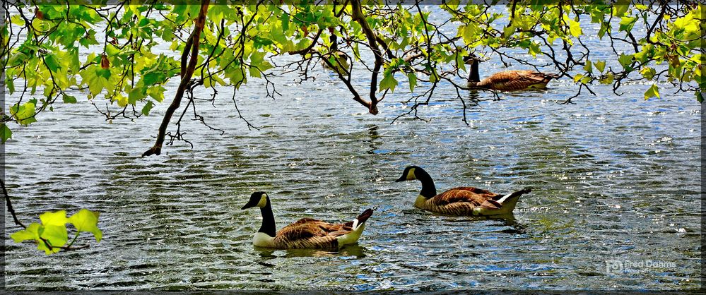 Natur pur, Dreier Kanadier