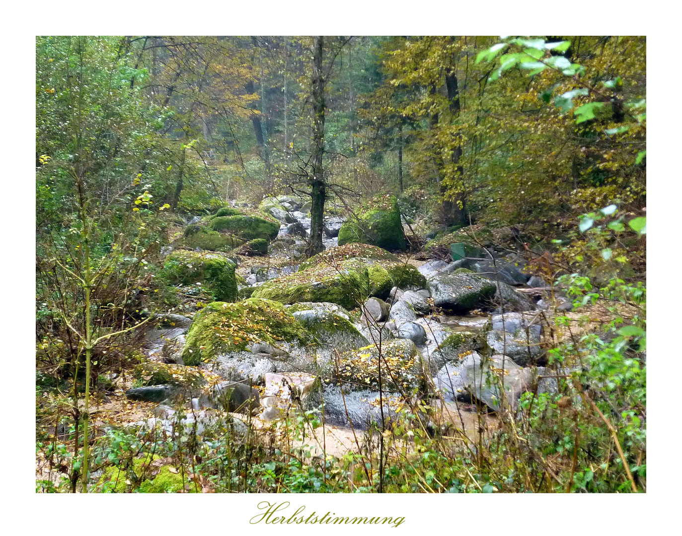 Natur " pur " durch den Herbst