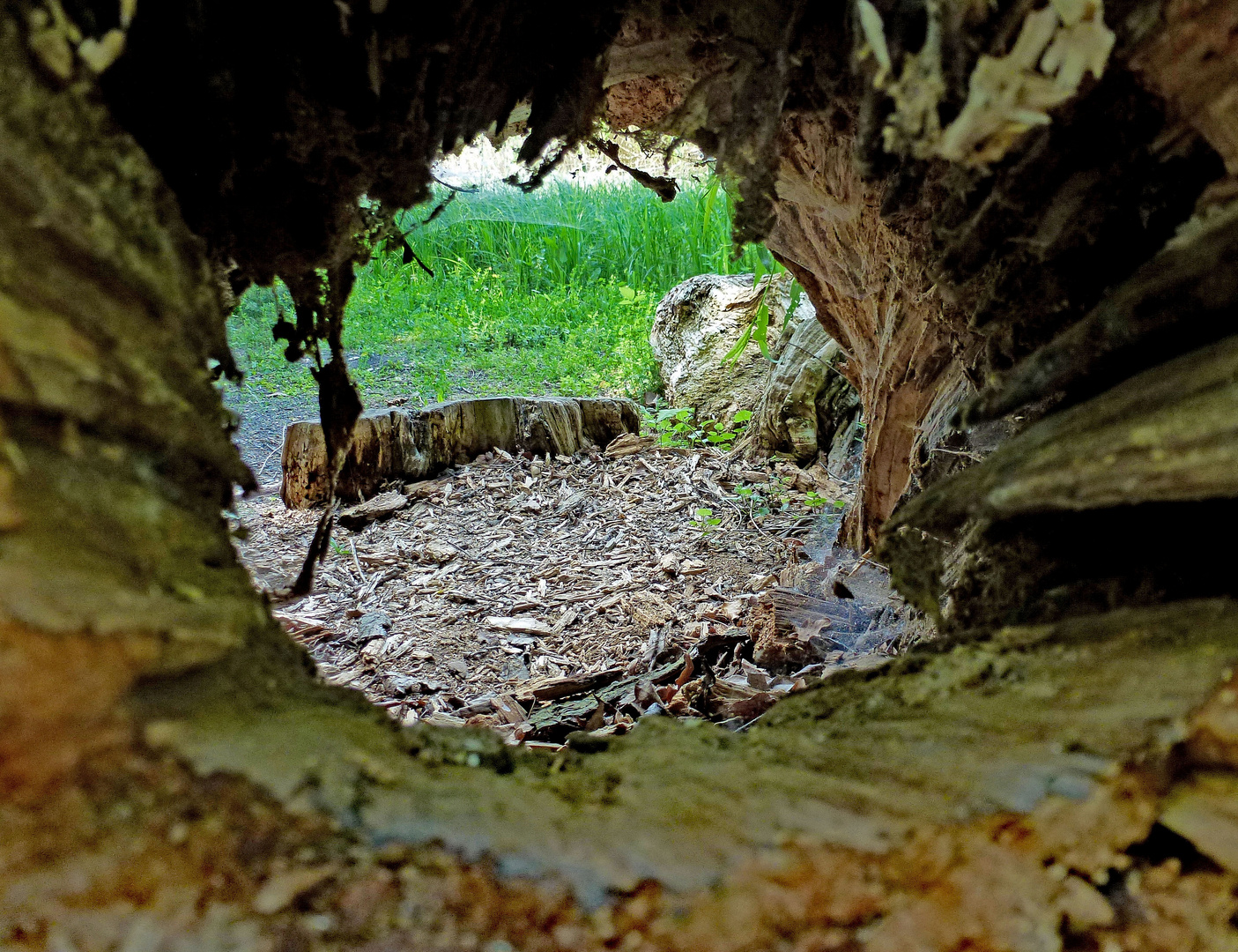 Natur pur Durchblick