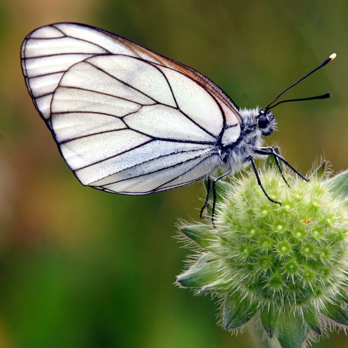 Natur pur