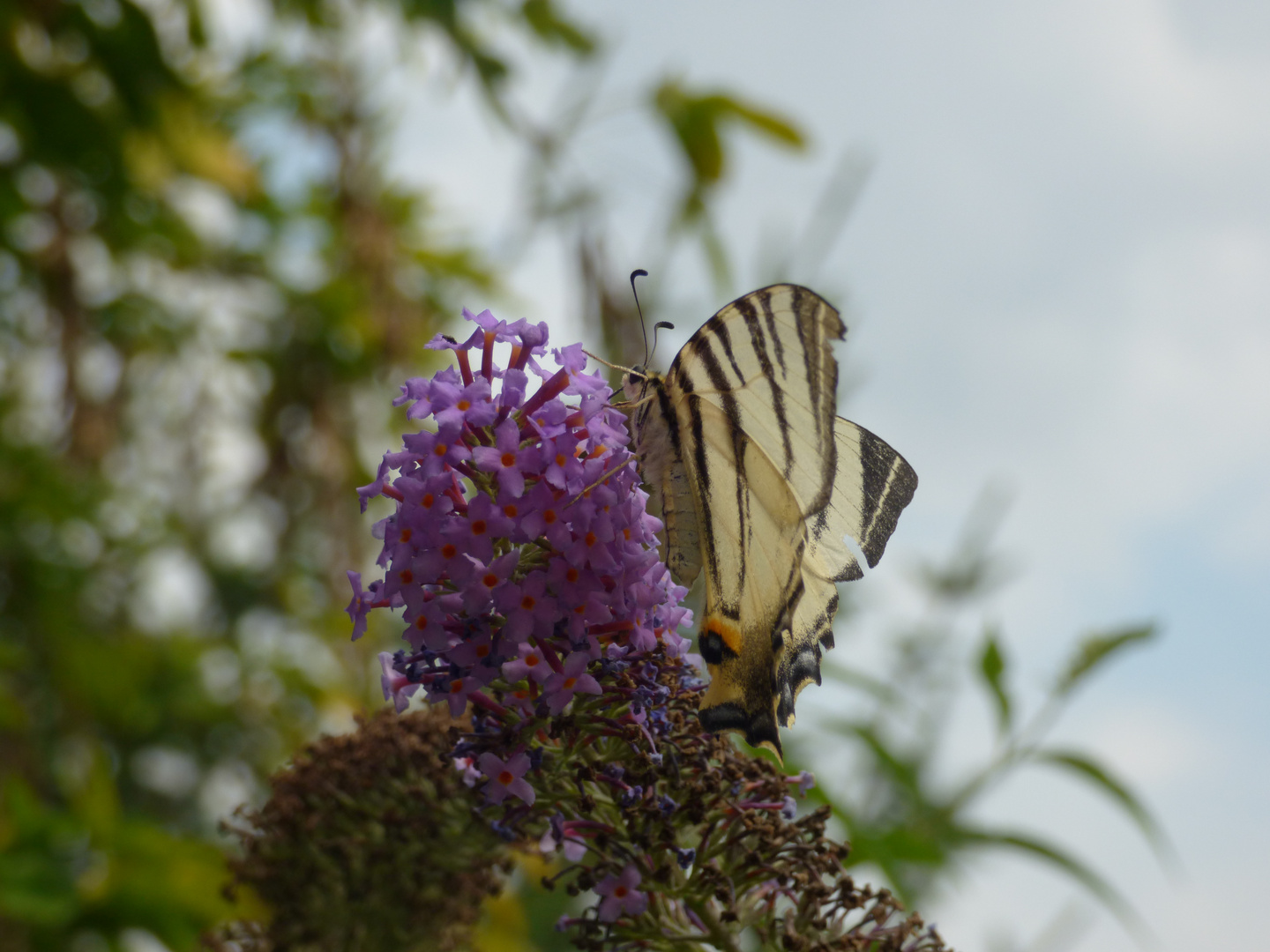 Natur pur.