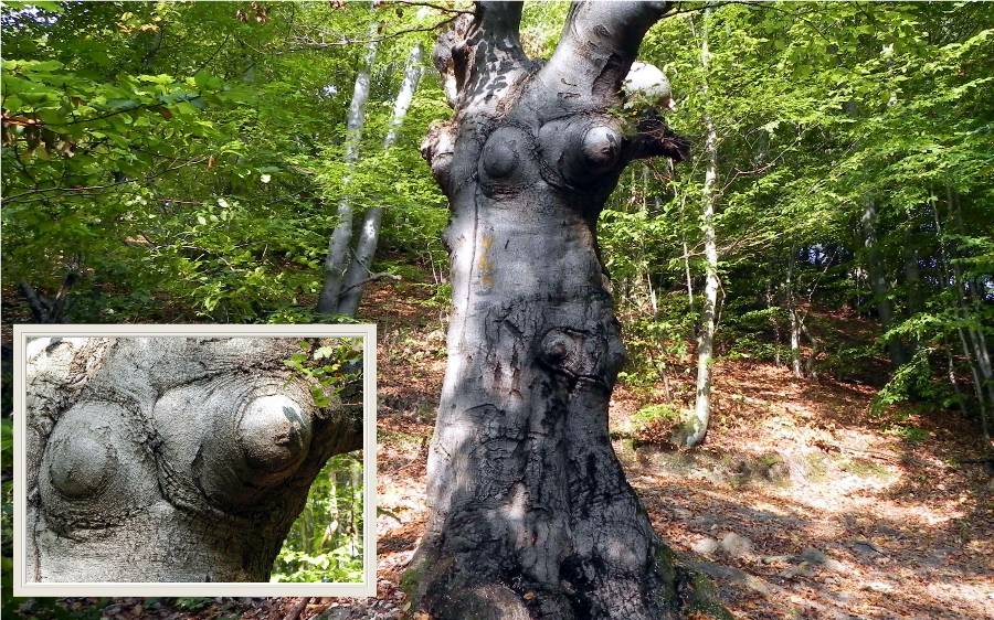 Natur pur, ein Schelm der böses dabei denkt