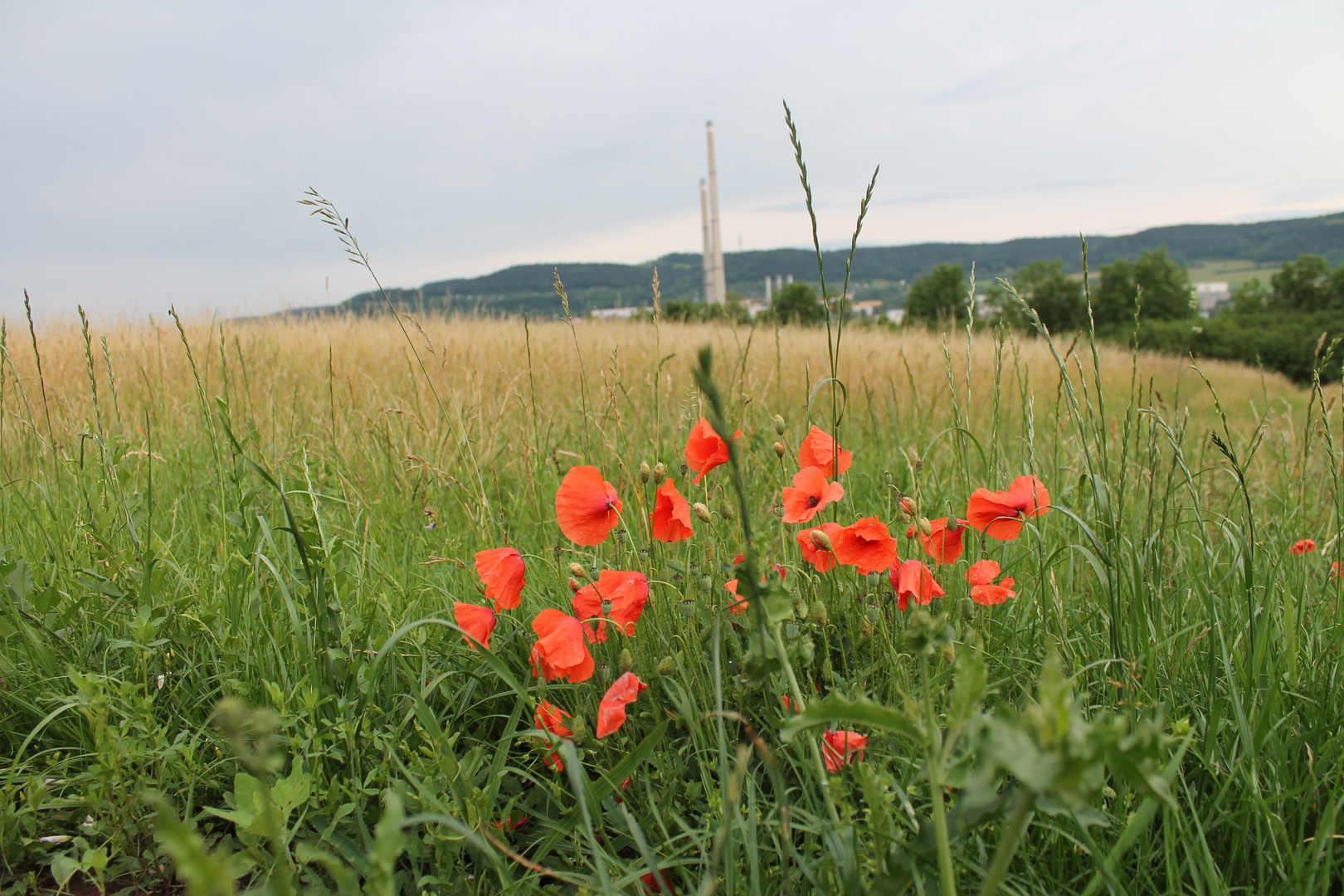 Natur pur. Fast...