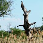 Natur pur - Freude