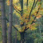 Natur pur - gegen den Coronablues