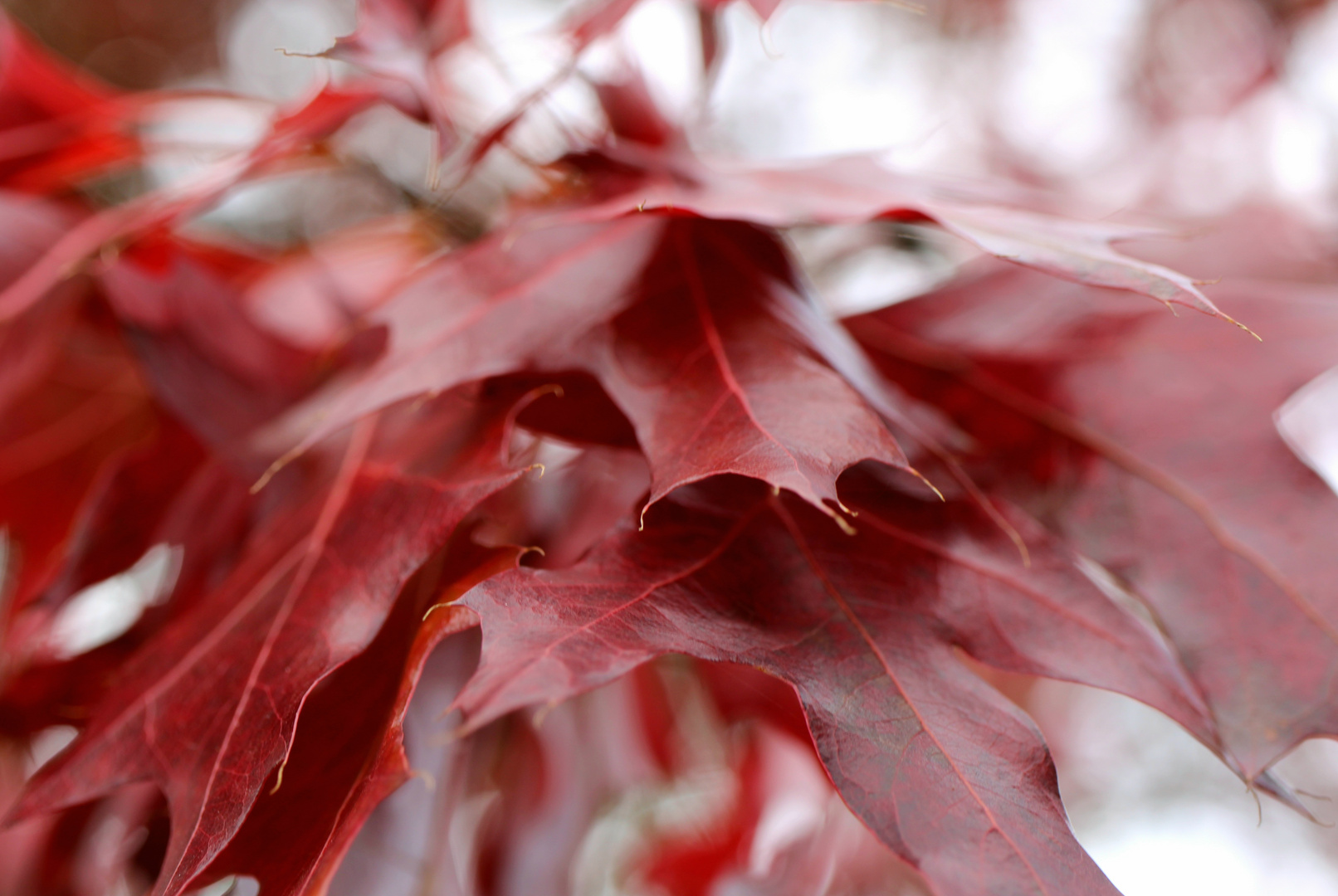 Natur pur - Herbst pur