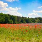 Natur pur - Hinweise zur Örtlichkeit erbeten