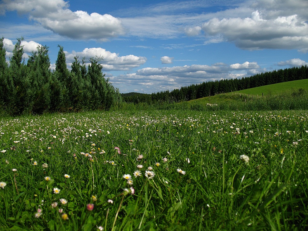 Natur pur I