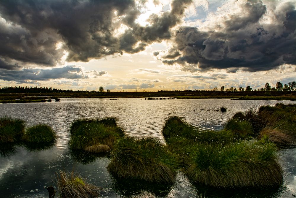 Natur pur im Brackvenn