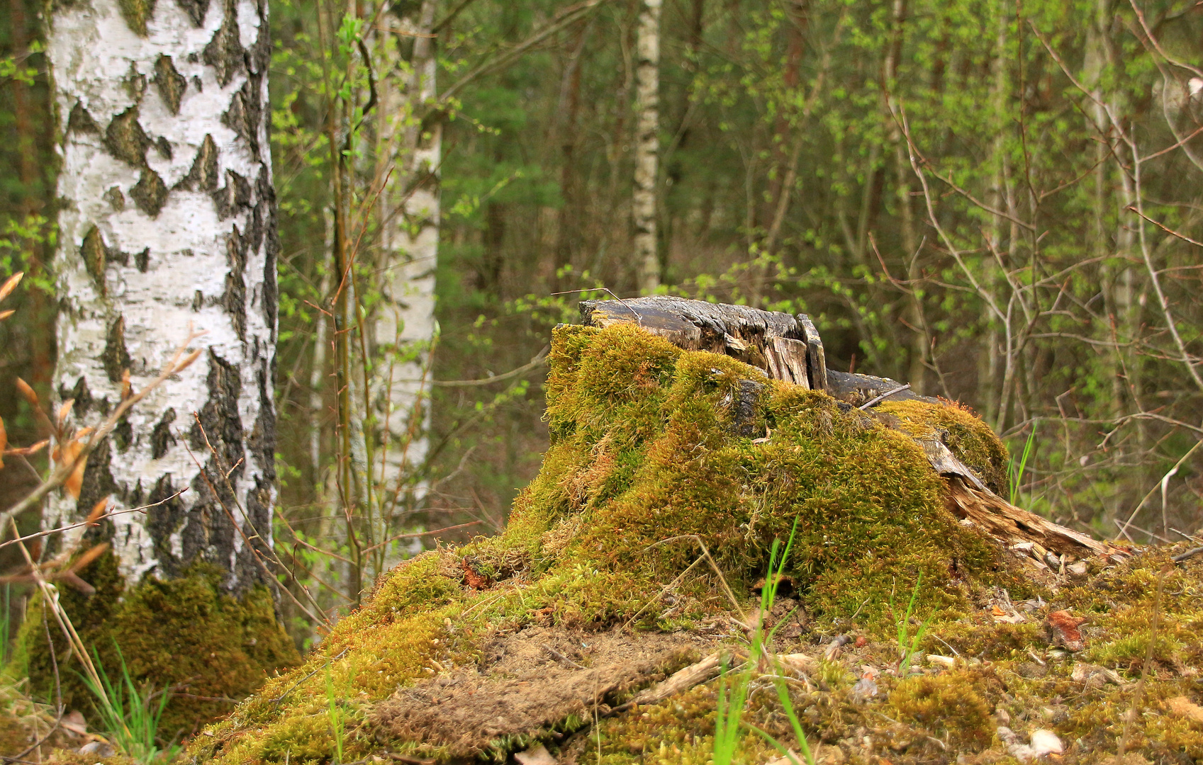 Natur pur... im Erwachen