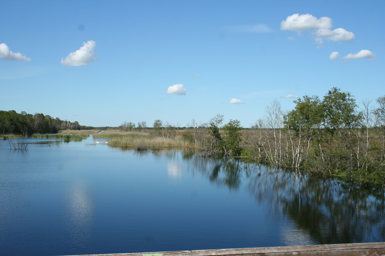 Natur pur im Hochmoor Lille Vildmose