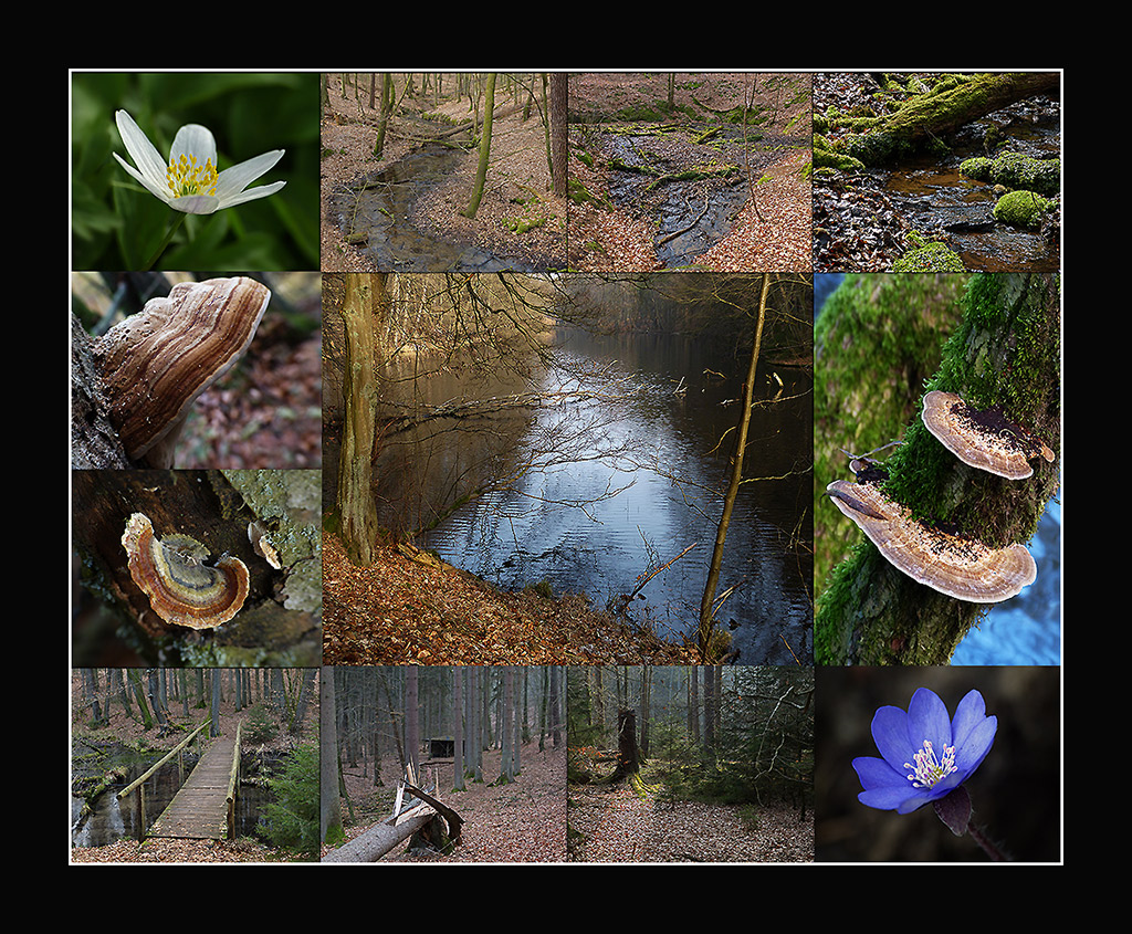 Natur pur im Kunstertal, Nordbrandenburg