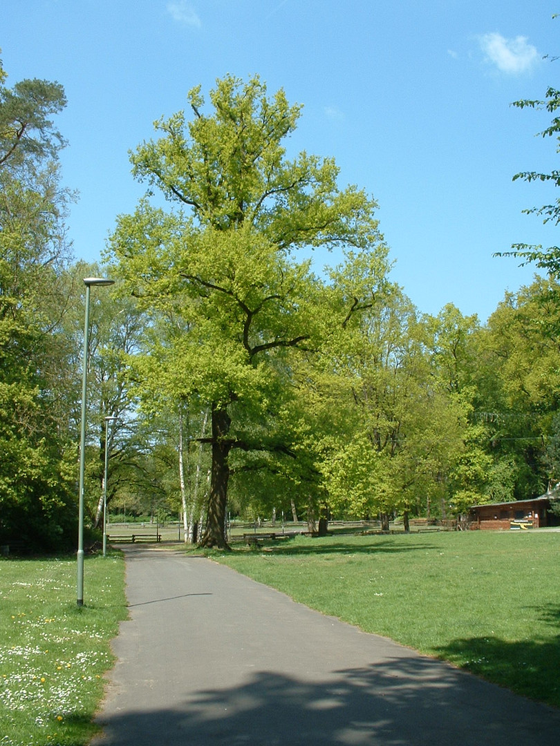 Natur pur im Leonhard-Eißnert-Park in Offenbach am Main