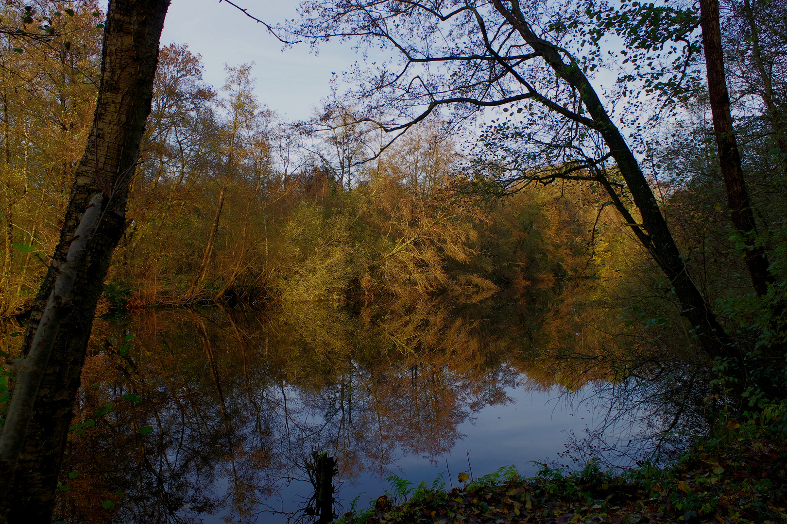 Natur pur im Moor