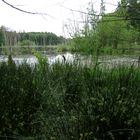 Natur pur im Müritz-Nationalpark