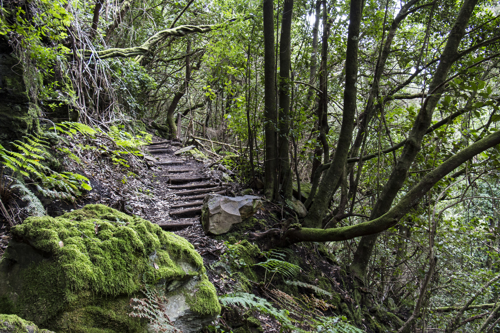 Natur pur im urwüchsigen Barranco de la Zarza auf La Palma