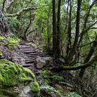 Natur pur im urwüchsigen Barranco de la Zarza auf La Palma