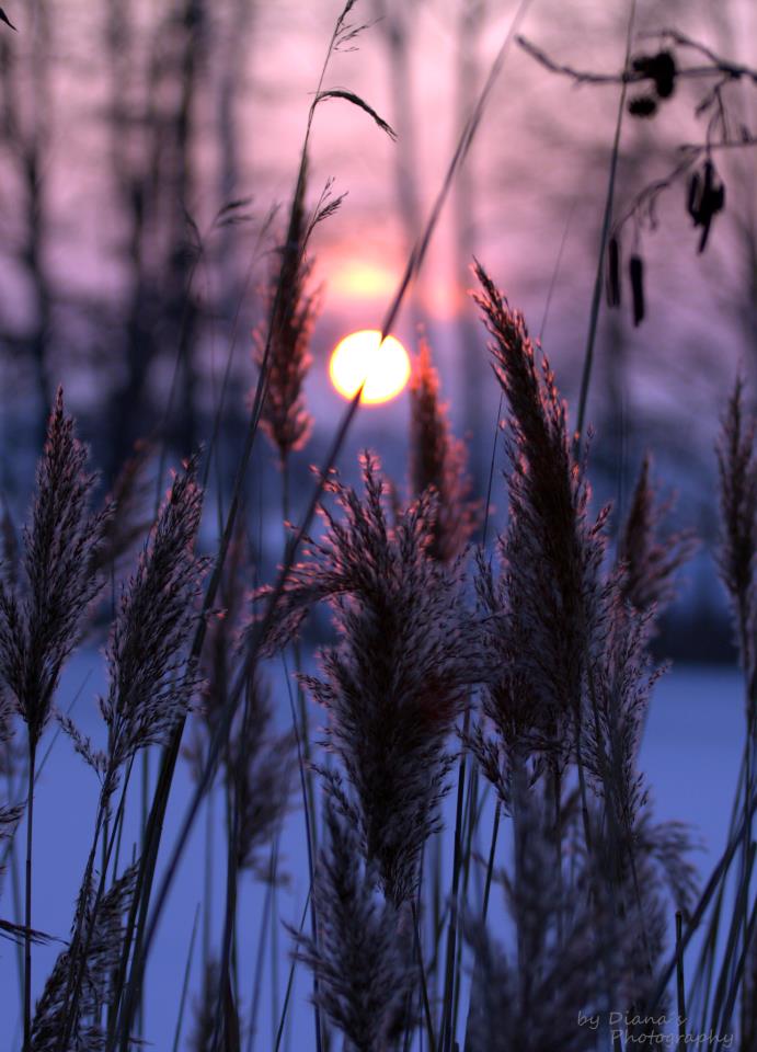 Natur pur im Winter