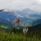 Natur pur - in den Dolomiten