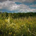 Natur pur - Insel Rab oberhalb von Alt-Lopar