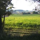 Natur Pur - Kleine Lichtung...