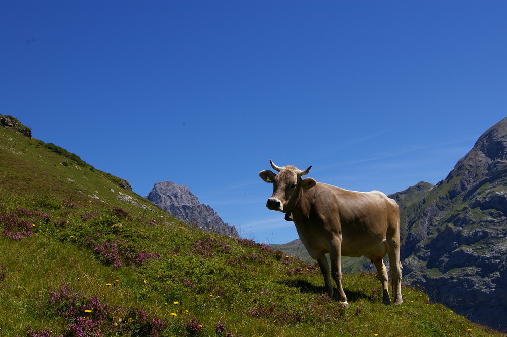 Natur Pur. Kühe und Berge bei Engelberg
