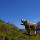 Natur Pur. Kühe und Berge bei Engelberg