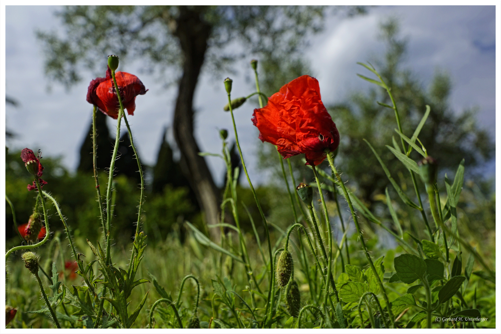 Natur pur - Mohn