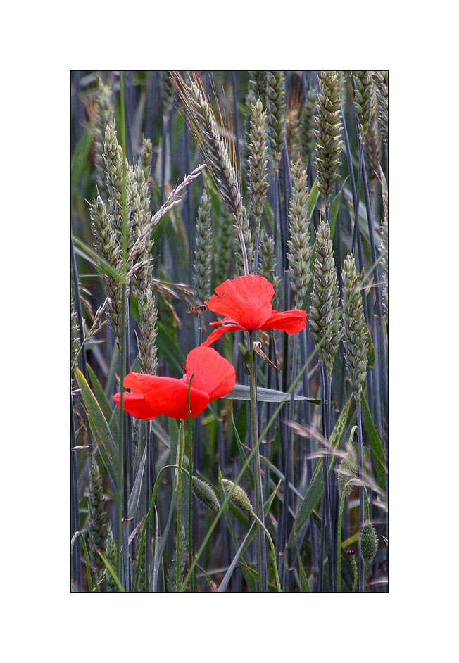 *Natur-Pur* oder *die Farben des Sommers*