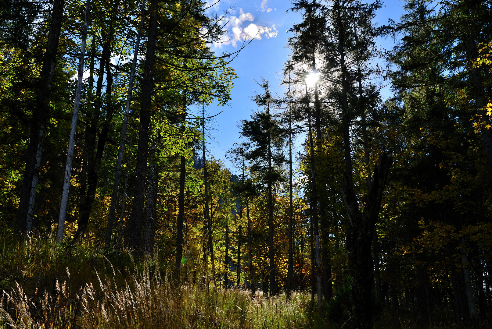 Natur Pur @ Plansee (AT)