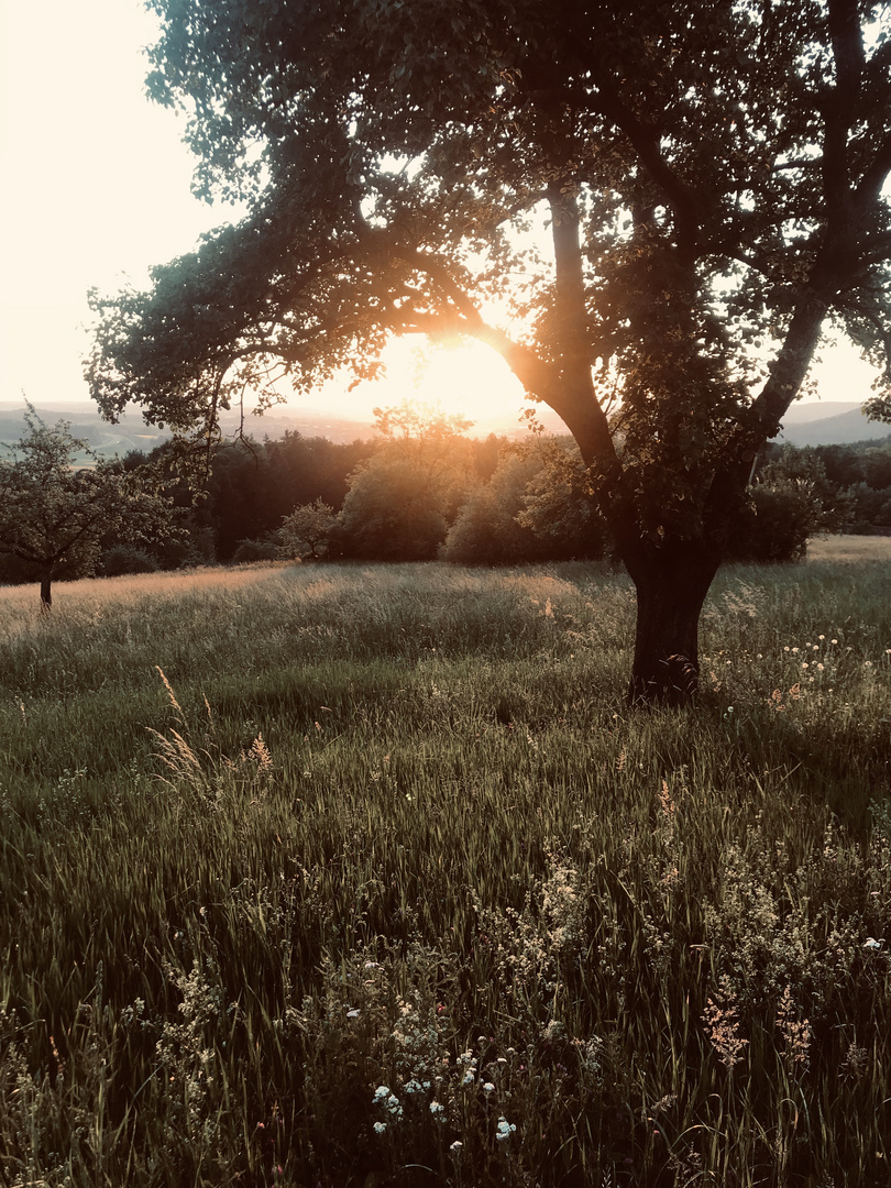 Natur pur Sonnenuntergang 