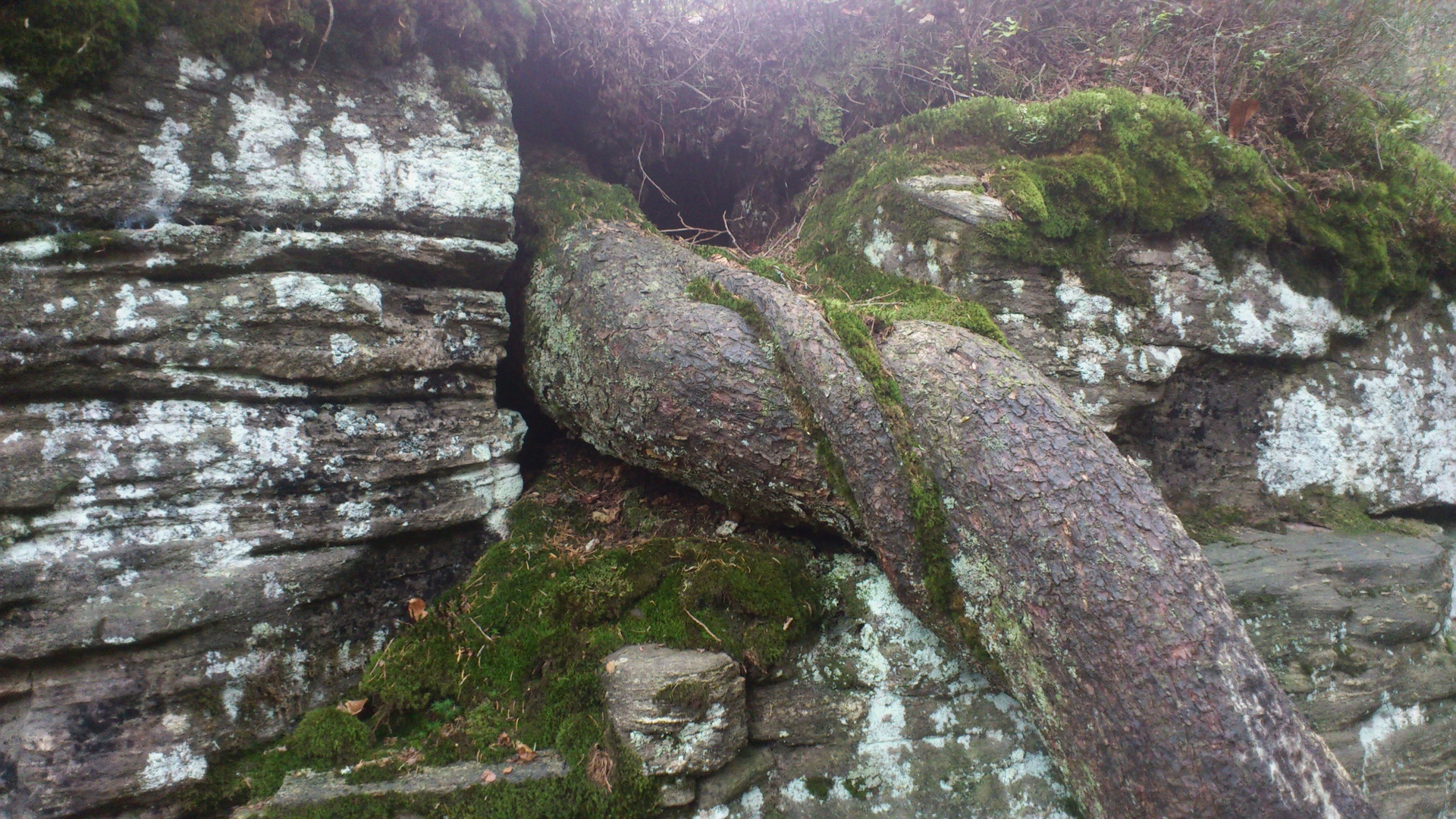 Natur PUR - Stein,Baum,Moos